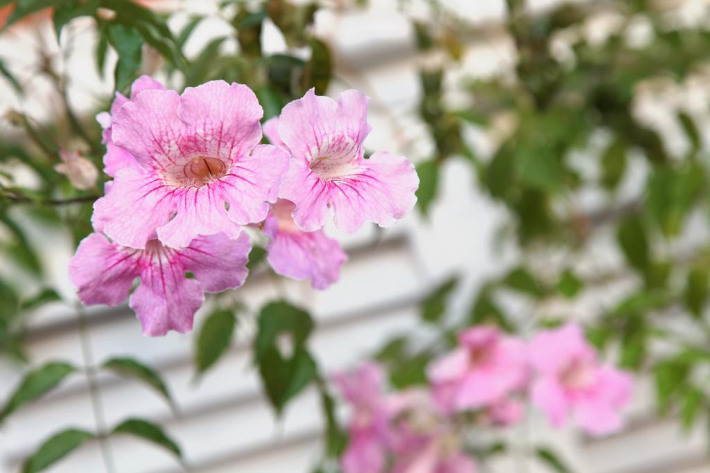 Pousada Terra Juquehy Juquei Ngoại thất bức ảnh